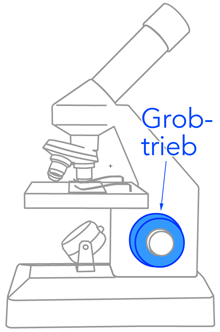 Grobtrieb am Mikroskop