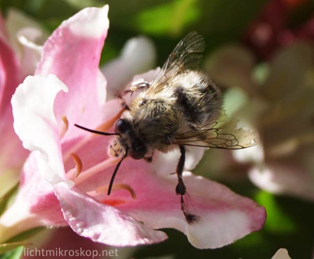 Biene auf einer Blüte