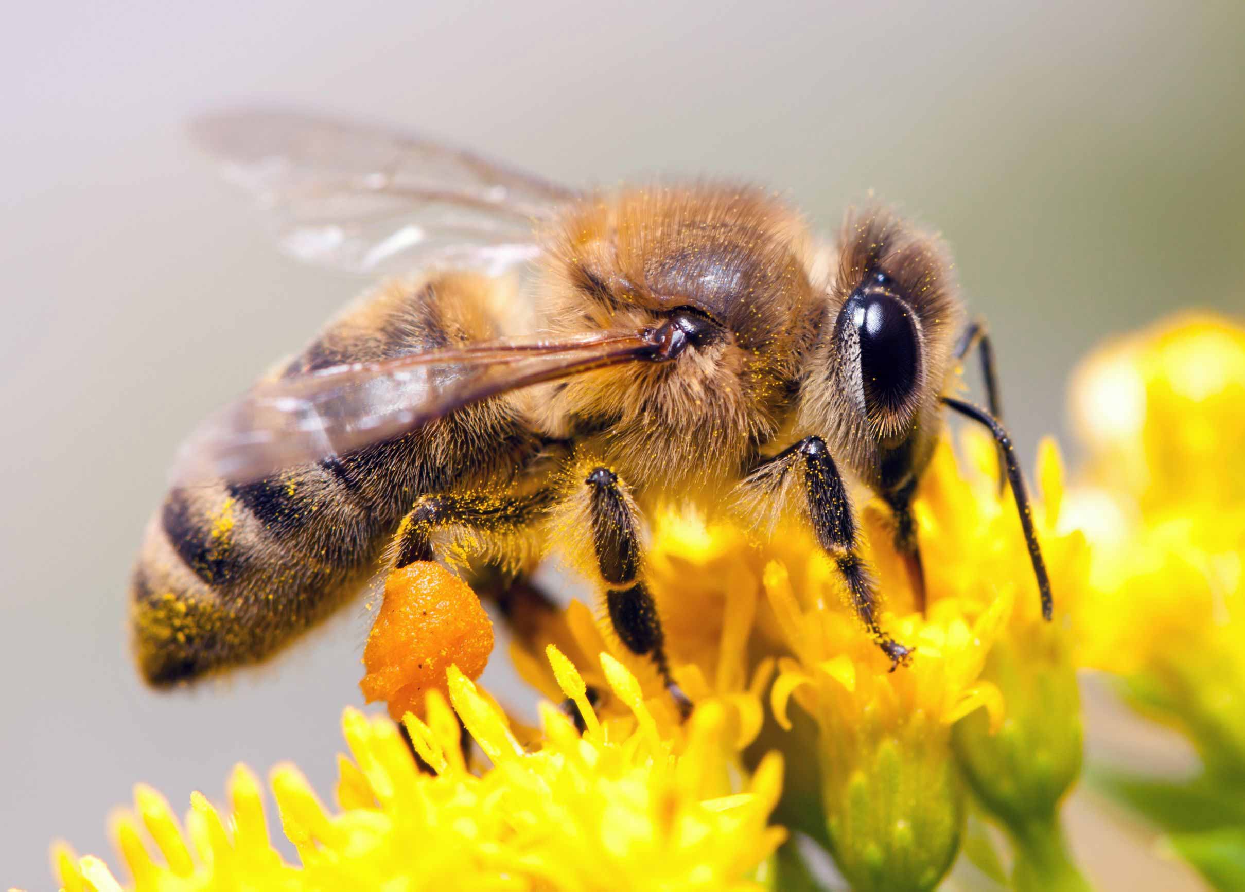 Weltbienentag Rettet Die Bienen