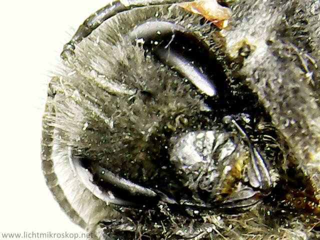 Bienenkopf unter einem Mikroskop