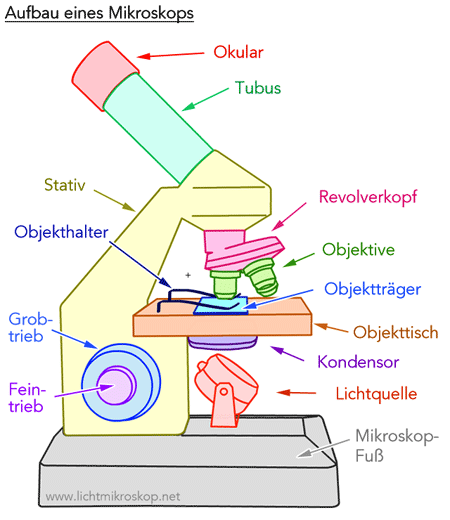 Mikroskop Aufbau