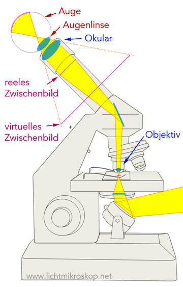 Lichtmikroskop Strahlengang