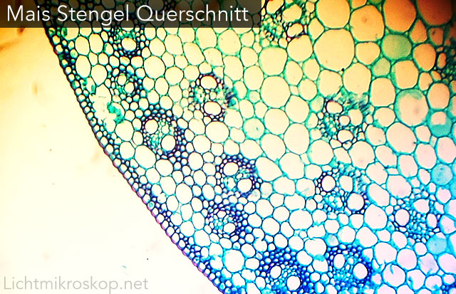 Mikroskopieren: Querschnitt eines Mais-Stengels