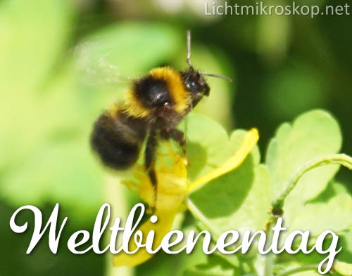 Weltbienentag 2018
