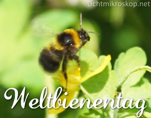 Weltbienentag 2018