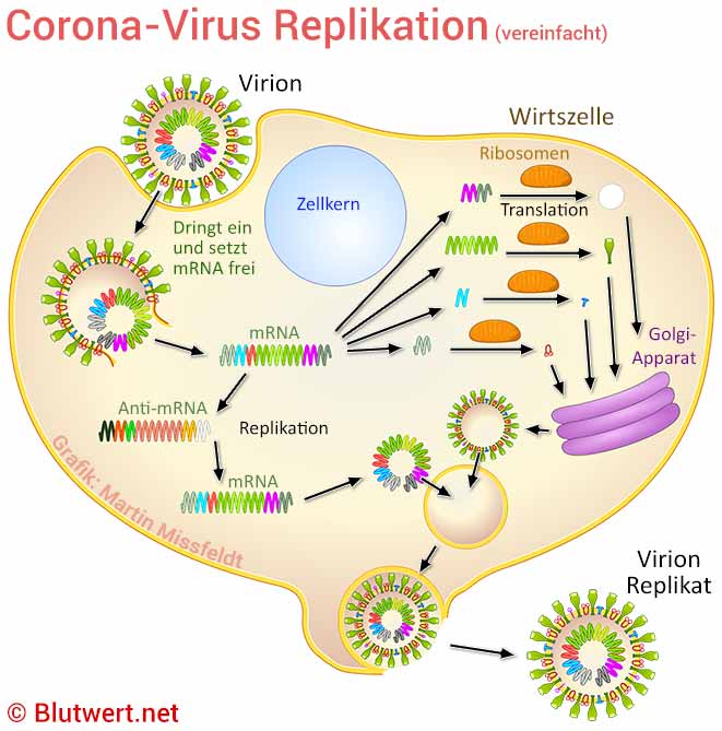 Corona-Virus-Replikation in einer Wirtszelle