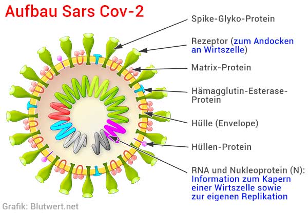 Coronavirus Aufbau