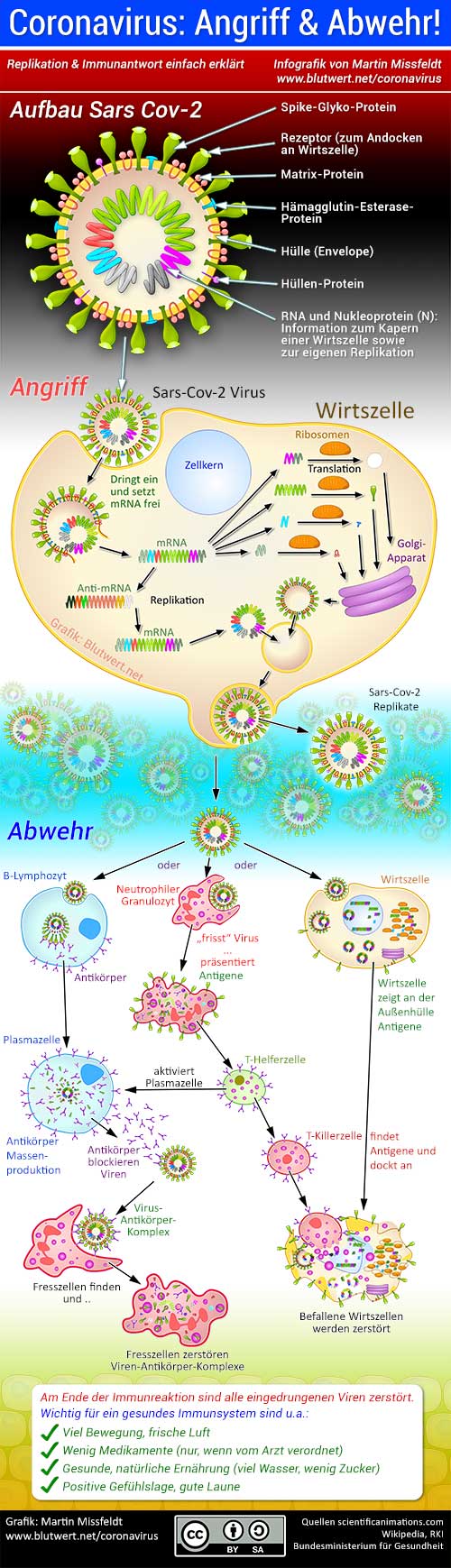 Coronavirus Infografik - von Martin Mißfeldt, CC-BY-SA