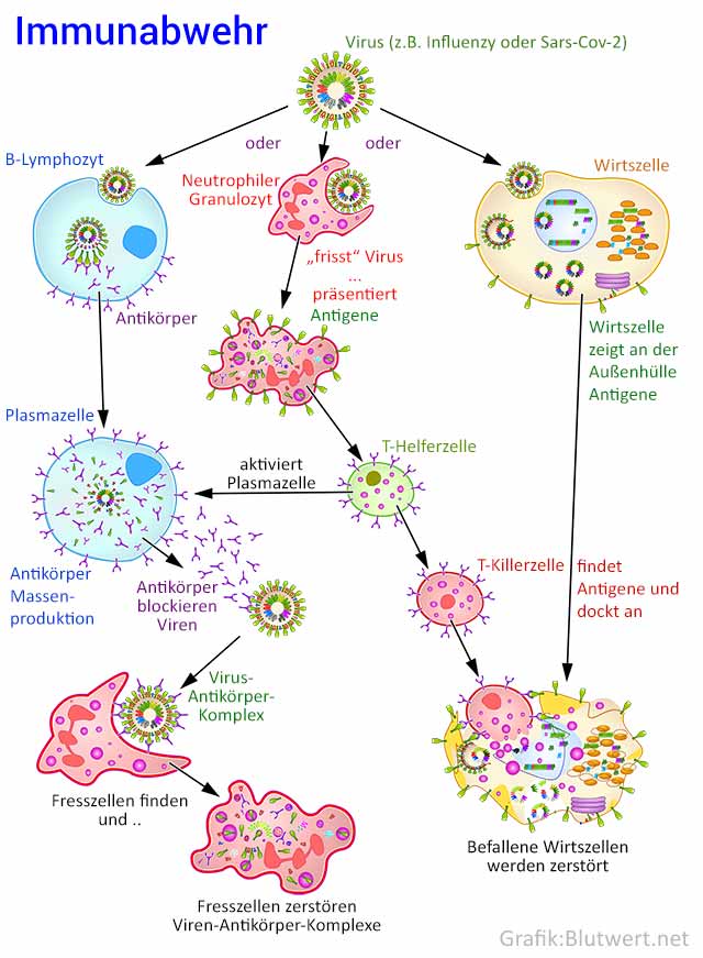 Immunabwehr bei Viren-Infektion (Schema)