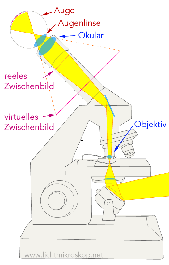 Sammenlignelig Forskelle maskine Wie funktioniert ein Mikroskop? (Funktion Lichtmikroskop)