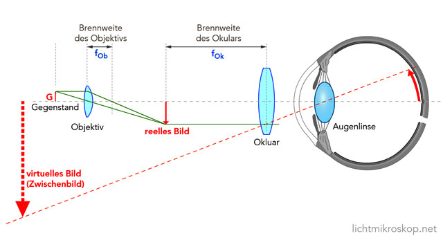 Lichtmikroskop Strahlengang