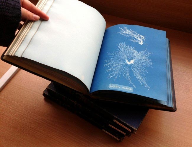 Cyanografien Buch von Anna Atkins