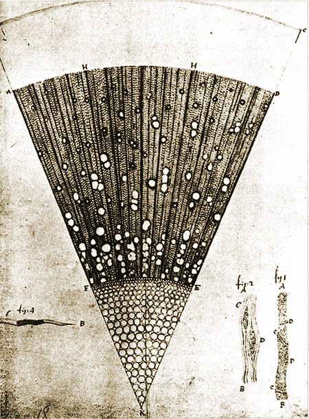 Zeichnung von Antoni van Leeuwenhoek: Eschenholz Querschnitt
