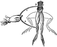 Volta-Galvani Froschschenkel-Experiment