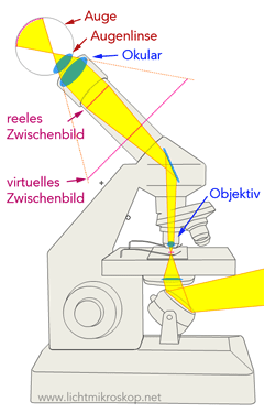 Durchlichtmikroskop: Verlauf des Lichts