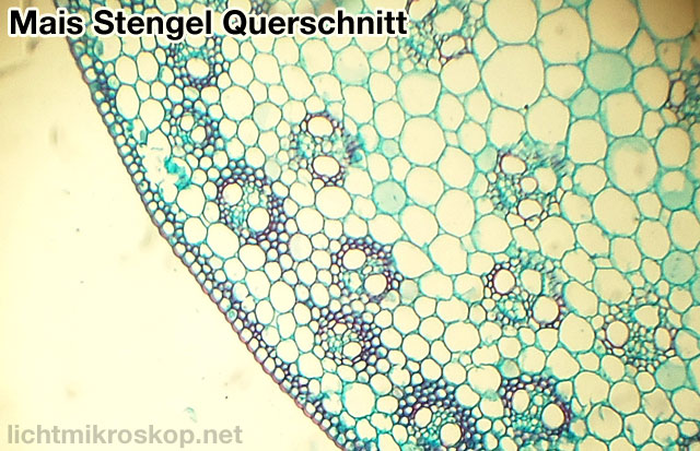 Mikroskopieren: Mais-Stenegl Querschnitt