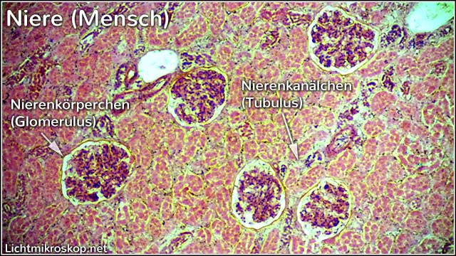 Niere (Mensch) unter dem Lichtmikroskop