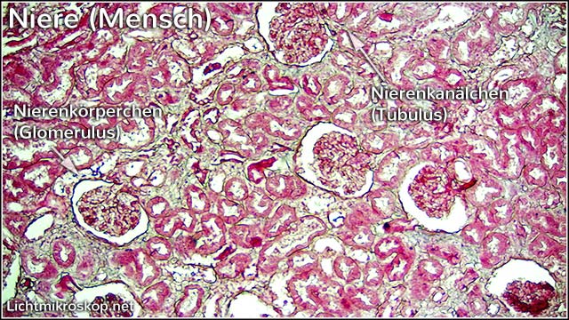 Niere (Mensch) unter dem Lichtmikroskop