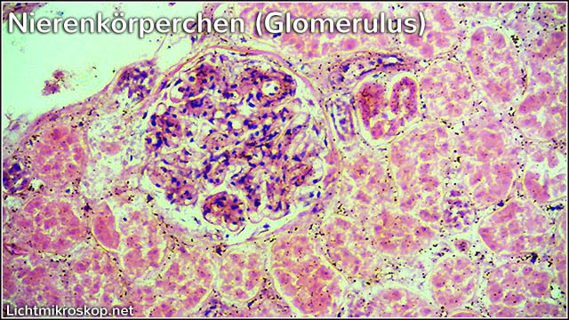 Niere (Mensch) unter dem Lichtmikroskop