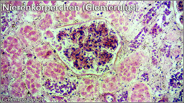 Niere (Mensch) unter dem Lichtmikroskop