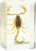 Dauerpräparat Scorpion