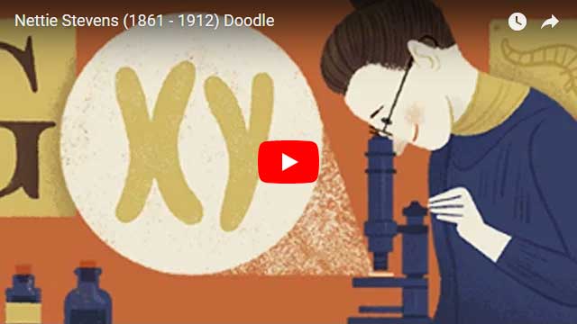 Nettie Stevens am Mikroskop (Doodle)