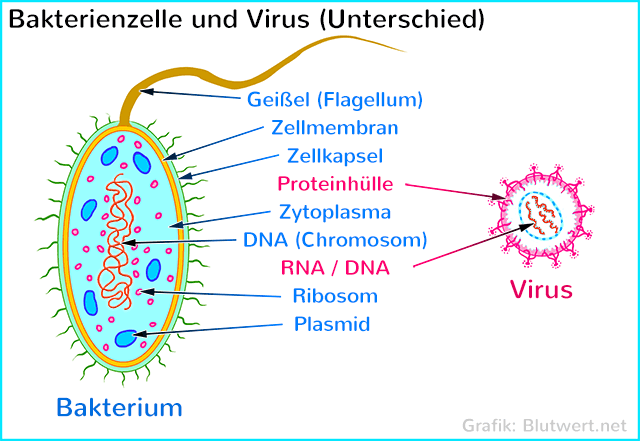 Aufbau Bakterienzelle - Vergleich Virus