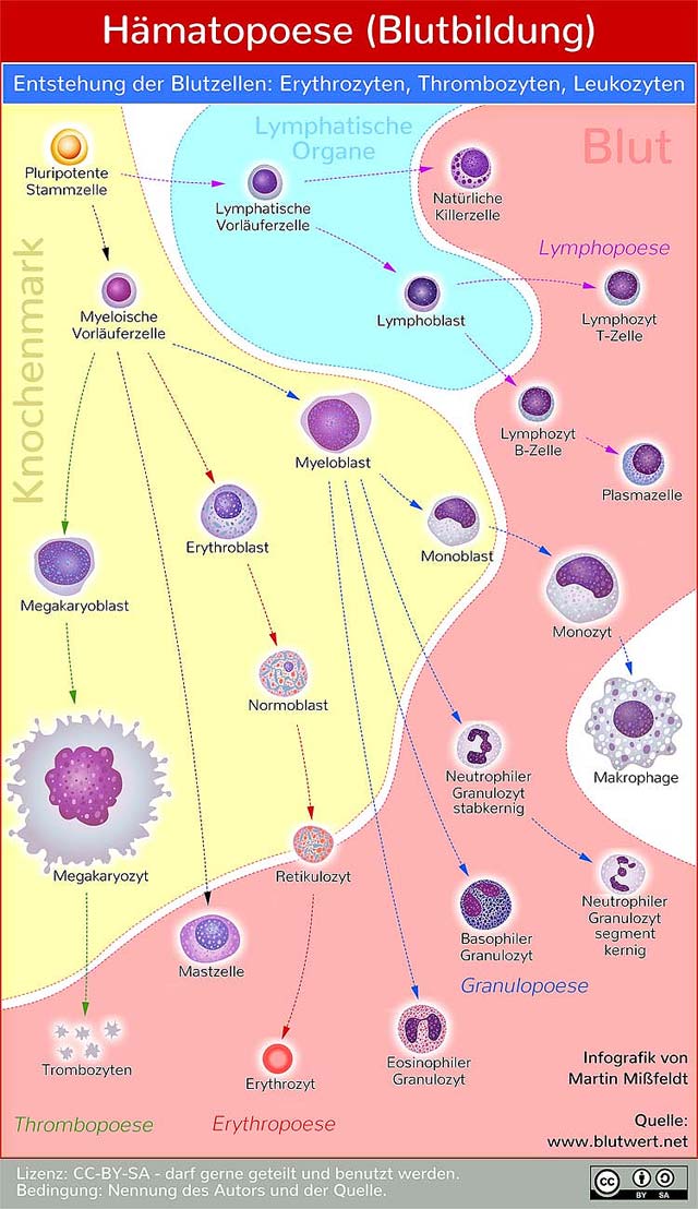 Bildung der Blutzellen (Hämatopoese)